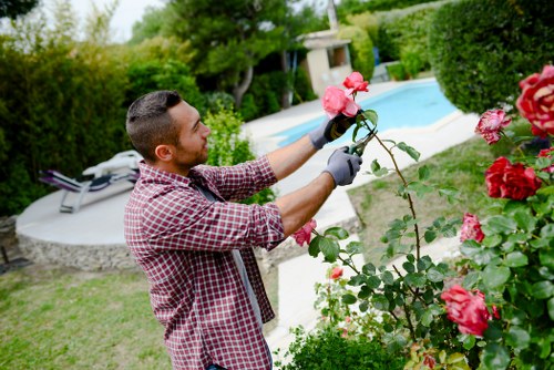 A man with short dark hair, wearing a red and white checkered shirt and black gardening gloves, is tending to pink roses in a well-maintained backyard garden. He is holding a branch of the rose bush with both hands, carefully inspecting or pruning the flowers. The garden features a lush, green lawn in the foreground, bordered by flowering rose bushes and other plants. In the background, there is a kidney-shaped swimming pool surrounded by a stone patio with a lounge chair, and tall neatly trimmed hedges and mature trees providing privacy and shade. The scene is set on a bright, clear day with natural daylight illuminating the scene, suggesting a typical summer day. The garden is landscaped with a combination of soft lawn, flowering shrubs, and hardscaping elements, reflecting professional outdoor maintenance typical of landscaping services in Shepherds Bush.