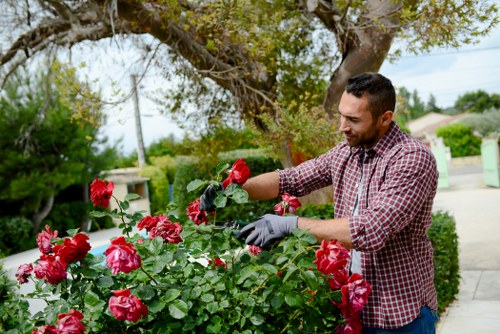 A man with short dark hair, wearing a red and white checkered shirt and grey gardening gloves, is tending to a lush flower bed filled with vibrant pink and red roses in a well-maintained front garden. Behind him, there is a large tree with spreading branches and green foliage, providing partial shade. The garden includes a neatly trimmed hedge along the edge of the paved pathway, which runs alongside the flower bed. In the background, there are suburban houses, a street, and utility poles, indicating a residential area in Shepherds Bush. The scene is lit by natural daylight, with slight cloud cover creating soft, even lighting. Landscapers Shepherds Bush provides professional gardening services, and this image exemplifies careful flower bed maintenance and planting suited to local outdoor spaces.