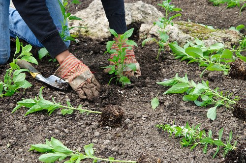 A gardener wearing gloves is planting young shrubbery or small bushes in a well-prepared flower bed within an outdoor garden. The soil appears rich and dark, freshly turned, with neatly arranged plants that have vibrant green leaves. The flower bed is bordered by larger rocks, creating a natural partition between the planting area and surrounding lawn. In the background, there are additional small plants or seedlings emerging, suggesting ongoing planting work. The scene is well-lit, likely under natural daylight, with moist soil indicating recent watering or a favorable weather condition. This outdoor space, potentially part of a front or back garden in Shepherds Bush, is maintained and designed for garden enhancement, aligning with services offered by Landscapers Shepherds Bush in gardening and landscaping. The focus is on the careful planting process, emphasizing a professional approach to garden development and flower bed creation, with an emphasis on natural plant growth and garden aesthetics.