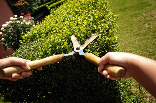 Experienced lawn care team in Shepherds Bush