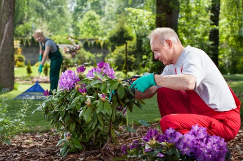 A mature man wearing a white t-shirt, red trousers, and green gardening gloves is kneeling beside a flowering shrub in a well-maintained garden, carefully tending to the plant with purple and pink blossoms and dark green leaves. The garden features a neatly edged lawn with lush green grass, bordered by a variety of shrubs and small trees in the background. The outdoor space appears to be a front or back garden in Shepherds Bush, with mature trees providing shade and natural light filtering through the foliage. In the background, another gardener dressed in darker clothing is visible, working on a different section of the garden, possibly mowing or trimming. The scene suggests professional gardening and landscaping activities focused on maintaining and enhancing the outdoor area's natural beauty. The weather is bright and clear, ideal for gardening work, and the overall environment is calm and well-kept, supporting local gardening services aimed at outdoor improvement and garden care in the Shepherds Bush area.