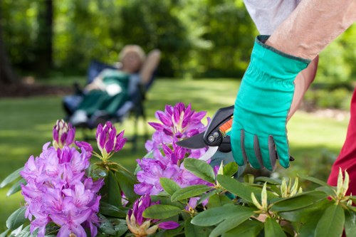 Close-up view of a gardener’s hands wearing teal gardening gloves using pruning shears to trim a vibrant pink and purple flowering shrub in a well-maintained garden. In the background, a lush green lawn extends across the outdoor space, bordered by mature trees and a neatly raked flower bed containing various plants and bushes. The garden area appears sunny with natural daylight illuminating the scene, showcasing healthy, dense foliage and the textured surface of the soil and paving stones. The setting provides a clear example of gardening tasks that could be part of landscape maintenance services offered by Landscapers Shepherds Bush, situated within a typical residential garden in Shepherds Bush, London, aiding homeowners in garden upkeep and horticultural beautification.