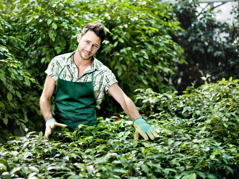 Seasonal garden maintenance in Shepherds Bush