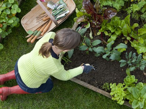 A woman kneeling in a landscaped garden bed in a back garden or outdoor space, tending to a variety of leafy vegetable plants, including dark red and bright green foliage, bordered by a wooden frame. She is wearing a lime green sweater, blue jeans, and red gardening boots, with her hair tied back in a ponytail. Nearby, there is a wooden gardening tray holding small plant pots, gardening tools, and a trowel, indicating active gardening work. The surrounding lawn is lush and well-maintained, with dense greenery in the background, possibly shrubs or trees, under natural daylight with soft outdoor illumination. The scene reflects careful vegetable cultivation and outdoor maintenance, consistent with gardening services in Shepherds Bush or west London areas, enhancing natural yard aesthetics and productive garden spaces.