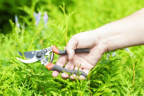 A close-up view of a hand holding a pair of orange and black garden pruning shears, cutting through green fern-like foliage in a backyard garden. The scene features a well-maintained lawn with lush, dense grass in the foreground, bordered by neat flower beds and shrubs. In the background, there are small trees and a hedge that provides privacy and structure to the outdoor space. The area is well-lit, suggesting a clear day with natural sunlight highlighting the vibrant greenery and natural tones of the garden environment in Shepherds Bush. This image exemplifies professional gardening practices related to maintaining garden plants and landscape features, emphasizing the importance of careful pruning as part of regular outdoor care offered by companies like Landscapers Shepherds Bush.
