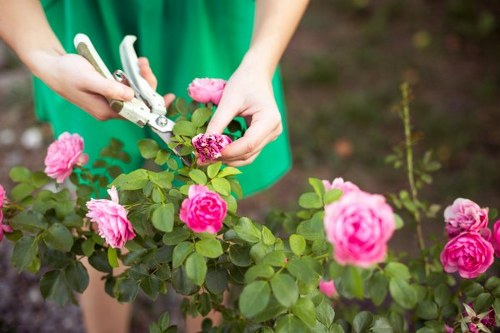 A person wearing a green apron is using garden pruning shears to trim a small pink rose bush in a garden. The bush has multiple vibrant pink roses in bloom, surrounded by green foliage. The garden features a neatly maintained lawn with dense, textured grass in the foreground, and a dark soil bed is visible in the background. The scene suggests a well-kept outdoor space typical of residential gardens in Shepherds Bush, with natural lighting indicating a clear, sunny day. This image showcases garden maintenance activities and plant care, relevant to gardening services offered by landscapers Shepherds Bush at the postcode area of W12, contributing to the overall landscaped outdoor environment.