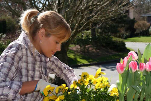 A young woman with blonde hair tied back, wearing a plaid shirt and gardening gloves, tending to a flower bed in a front garden during daytime. The garden features vibrant yellow and pink tulips, with a backdrop of leafless trees and a well-maintained lawn. Sunlight illuminates the scene, highlighting the lush greenery and colorful blooms. The setting appears to be in a suburban area near Shepherds Bush, with a paved pathway visible beyond the garden. The overall environment suggests care and landscaping activity, typical for outdoor maintenance services offered by companies like Landscapers Shepherds Bush, emphasizing lawn and flower bed gardening in a well-kept residential space.